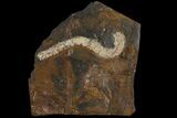 Paleocene Fossil Flower Stamen (Palaeocarpinus) - North Dakota #95371-1